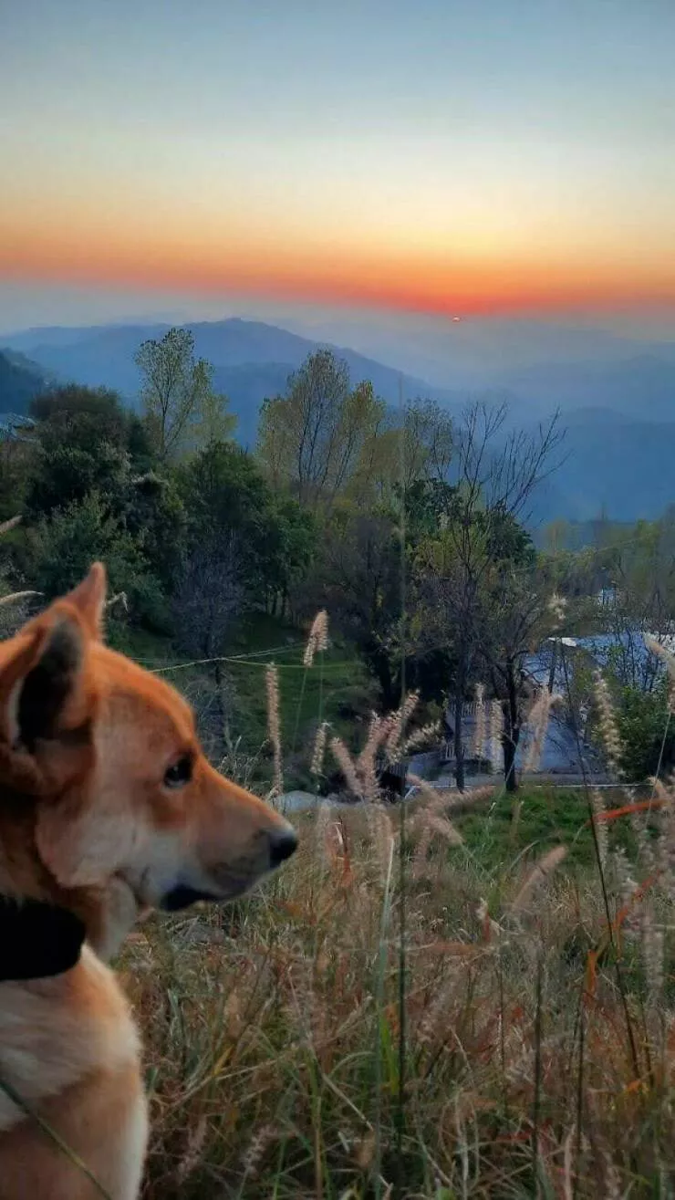Breathtaking views people snapped right outside their windows - #7 Backyard Panorama From Murree, Pakistan