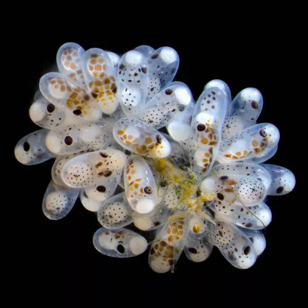 Mindblowing images from nikons 2024 small world contest - #10 5th Position - Thomas Barlow And Connor Gibbons