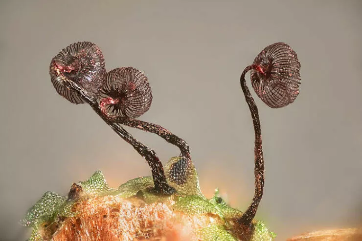 Mindblowing images from nikons 2024 small world contest - #11 6th Position - Henri Koskinen