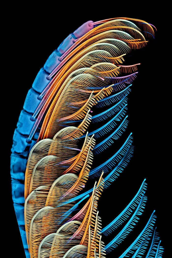 Mindblowing images from nikons 2024 small world contest - #12 Special Mention - Dr. Igor Robert Siwanowicz