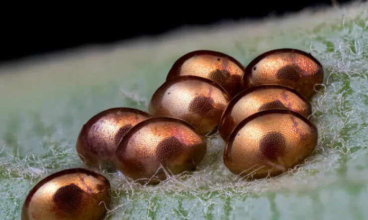 Mindblowing images from nikons 2024 small world contest - #13 Special Mention - Jochen Stern