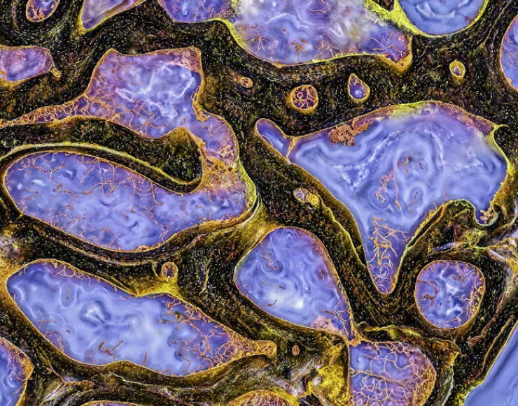 Mindblowing images from nikons 2024 small world contest - #14 Special Mention - Randy Fullbright