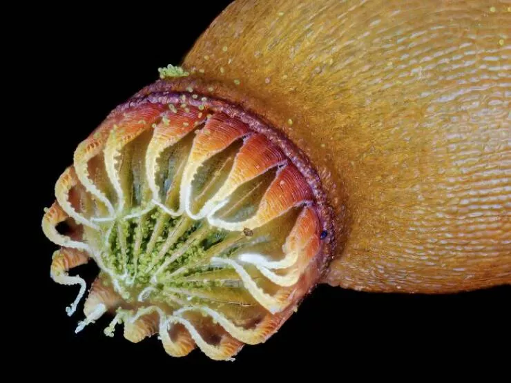 Mindblowing images from nikons 2024 small world contest - #15 Notable Image - Joshua Coogler