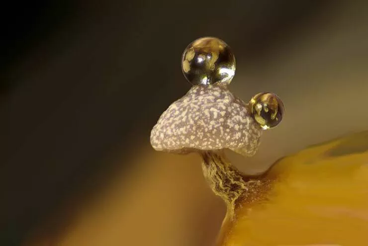 Mindblowing images from nikons 2024 small world contest - #17 11th Position - Dr. Ferenc Halmos