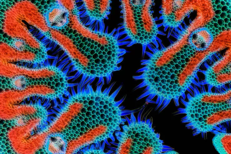 Mindblowing images from nikons 2024 small world contest - #18 7th Position - Gerhard Vlcek