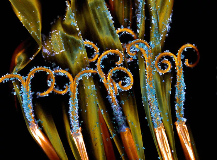 Mindblowing images from nikons 2024 small world contest - #19 Notable Image - Dr. Robert Markus