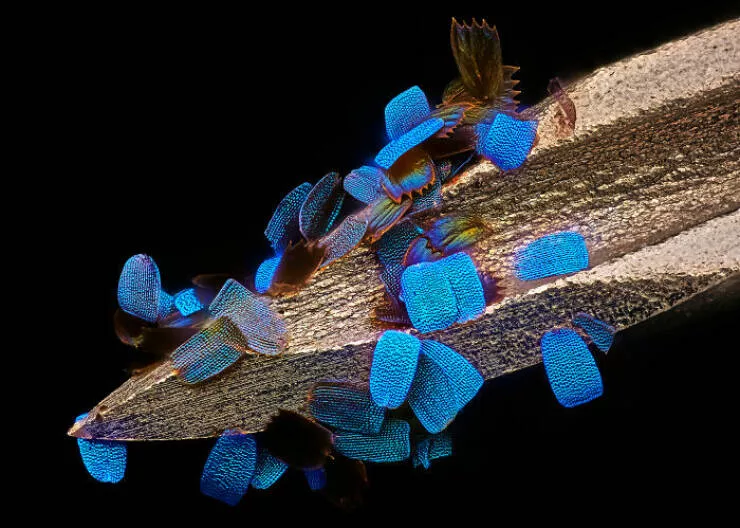 Mindblowing images from nikons 2024 small world contest - #2 12th Position - Daniel Knop
