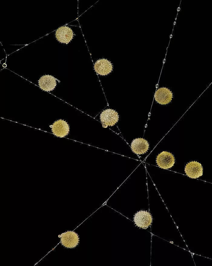 Mindblowing images from nikons 2024 small world contest - #21 9th Position - John-Oliver Dum