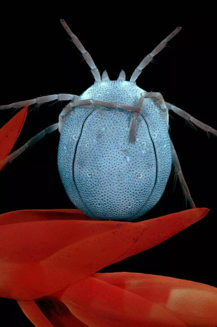 Mindblowing images from nikons 2024 small world contest - #22 Notable Image - Jacek Myslowski