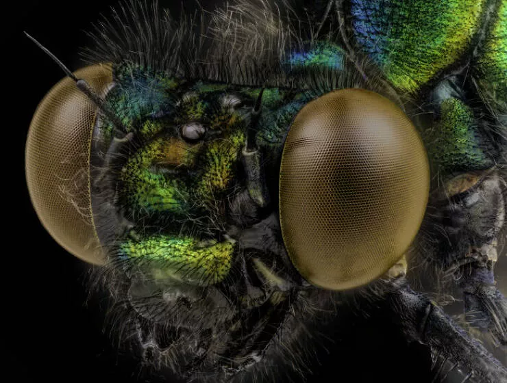Mindblowing images from nikons 2024 small world contest - #26 