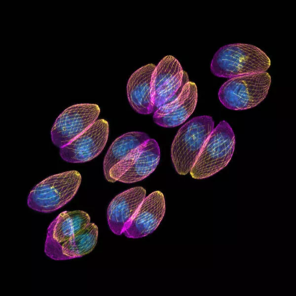 Mindblowing images from nikons 2024 small world contest - #28 