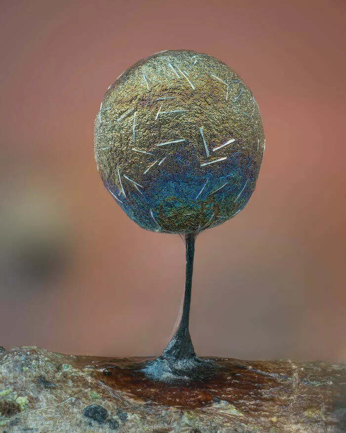 Mindblowing images from nikons 2024 small world contest - #29 