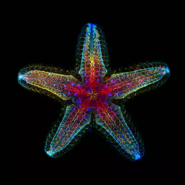 Mindblowing images from nikons 2024 small world contest - #3 Notable Image - Dr. Laurent Formery And Dr. Nathaniel Clarke