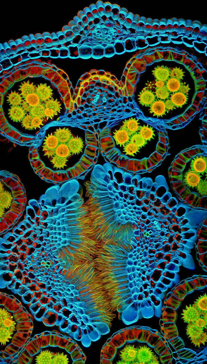 Mindblowing images from nikons 2024 small world contest - #30 