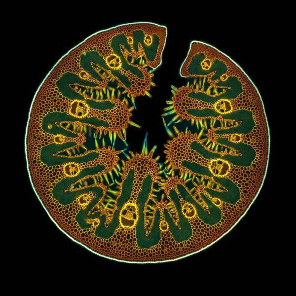 Mindblowing images from nikons 2024 small world contest - #35 