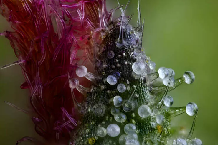 Mindblowing images from nikons 2024 small world contest - #37 