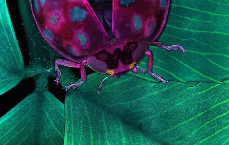 Mindblowing images from nikons 2024 small world contest - #39 