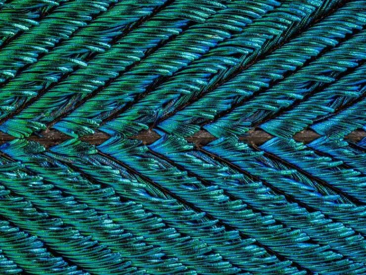 Mindblowing images from nikons 2024 small world contest - #4 Notable Image - Dr. Hkan Kvarnstrm