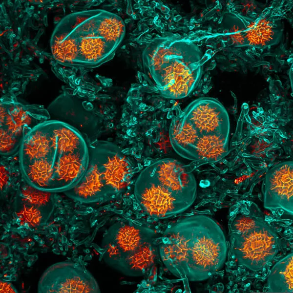 Mindblowing images from nikons 2024 small world contest - #40 