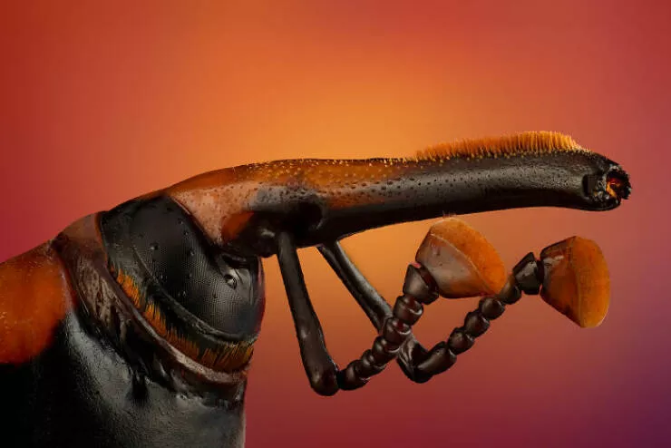 Mindblowing images from nikons 2024 small world contest - #42 