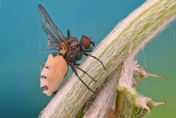 Mindblowing images from nikons 2024 small world contest - #43 