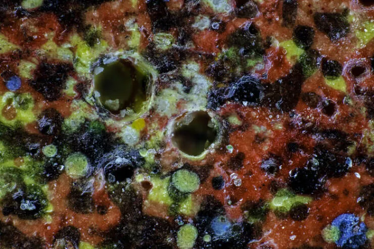 Mindblowing images from nikons 2024 small world contest - #44 