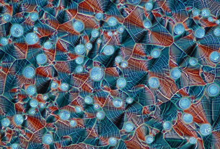 Mindblowing images from nikons 2024 small world contest - #47 