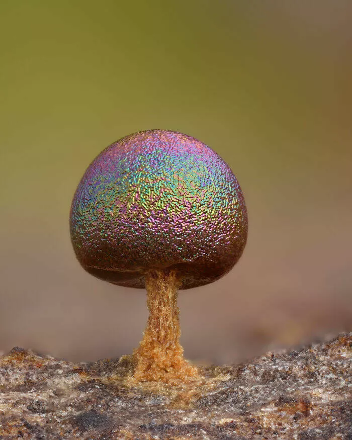Mindblowing images from nikons 2024 small world contest - #5 Notable Image - Timothy Boomer
