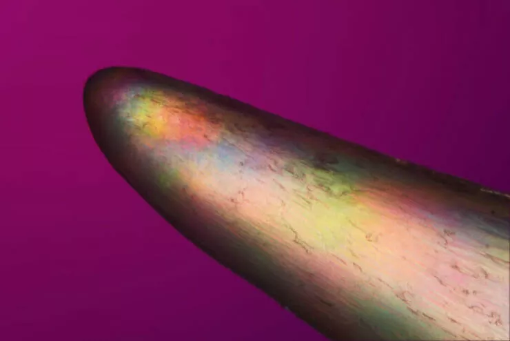 Mindblowing images from nikons 2024 small world contest - #6 Notable Image - Ted Kinsman