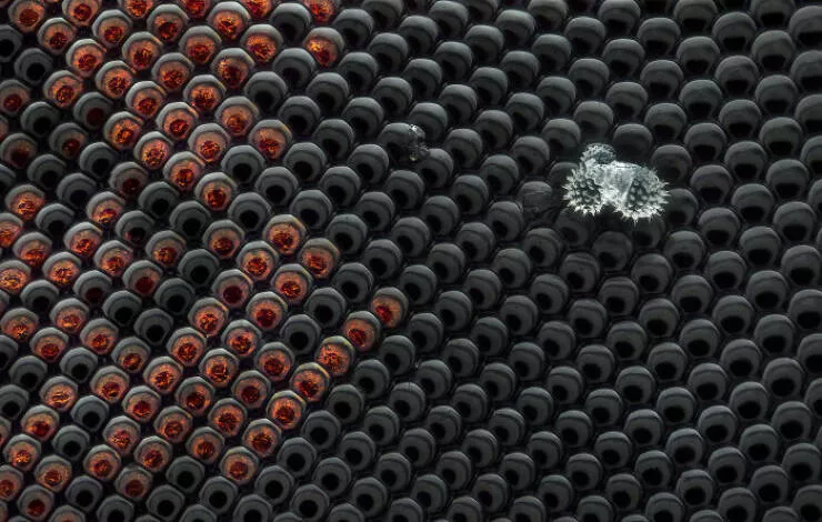 Mindblowing images from nikons 2024 small world contest - #7 Notable Image - Uwe Lange