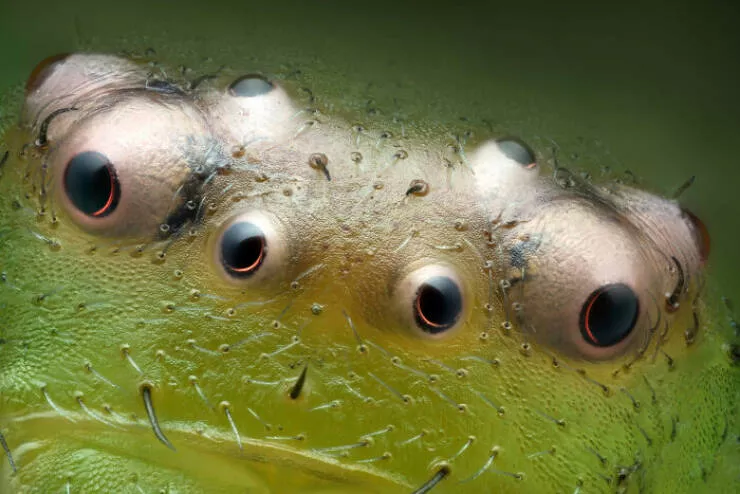 Mindblowing images from nikons 2024 small world contest - #8 13th Position - Pawe Bachowicz