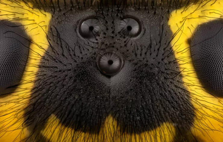 Mindblowing images from nikons 2024 small world contest - #9 Special Mention - Dr. Bruce Douglas Taubert