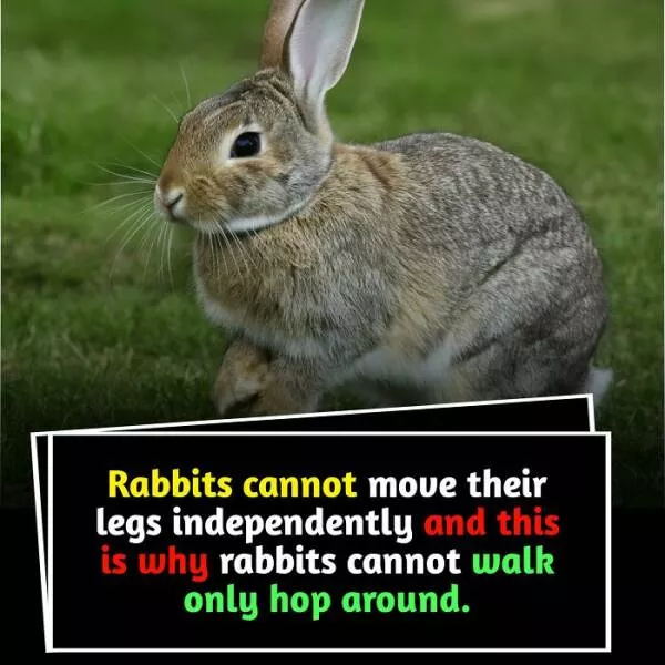 Interesting and unusual facts to save your conversations - #18 