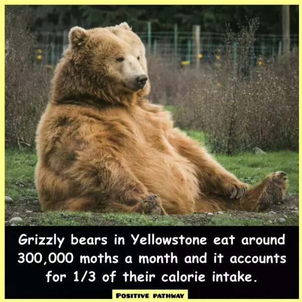 Interesting and unusual facts to save your conversations - #24 