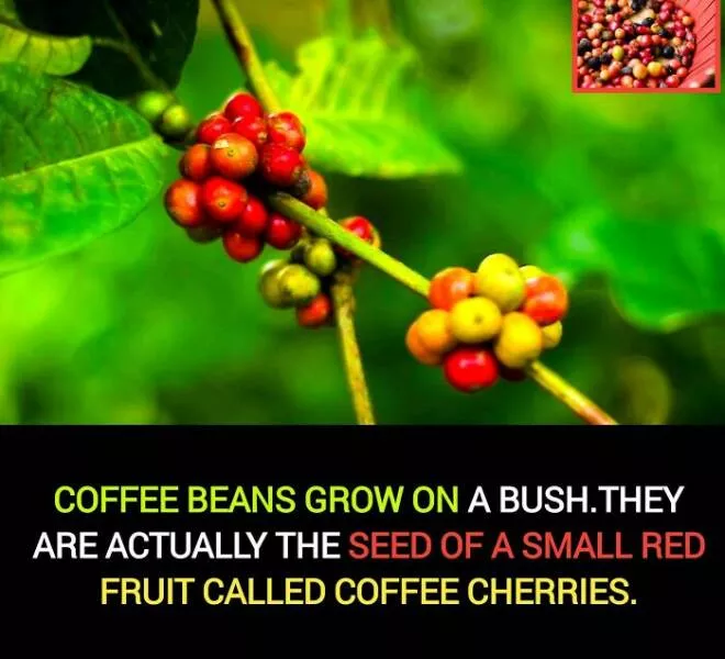 Interesting and unusual facts to save your conversations - #25 
