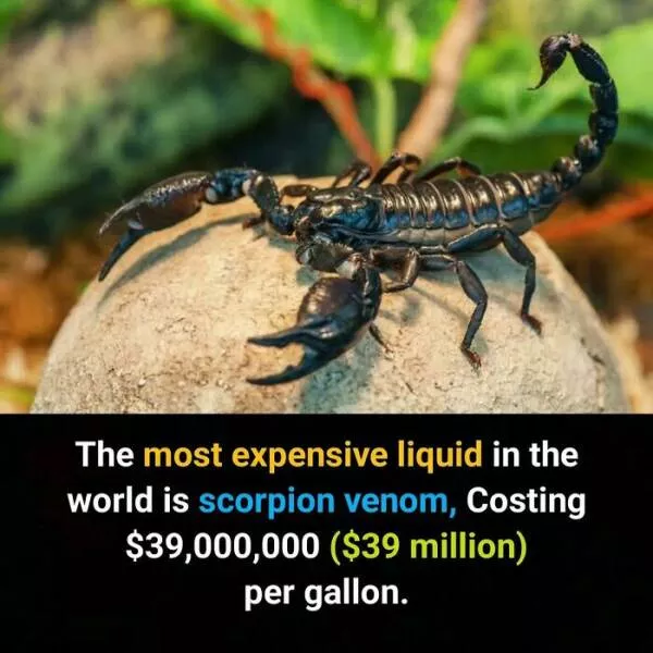Interesting and unusual facts to save your conversations - #33 