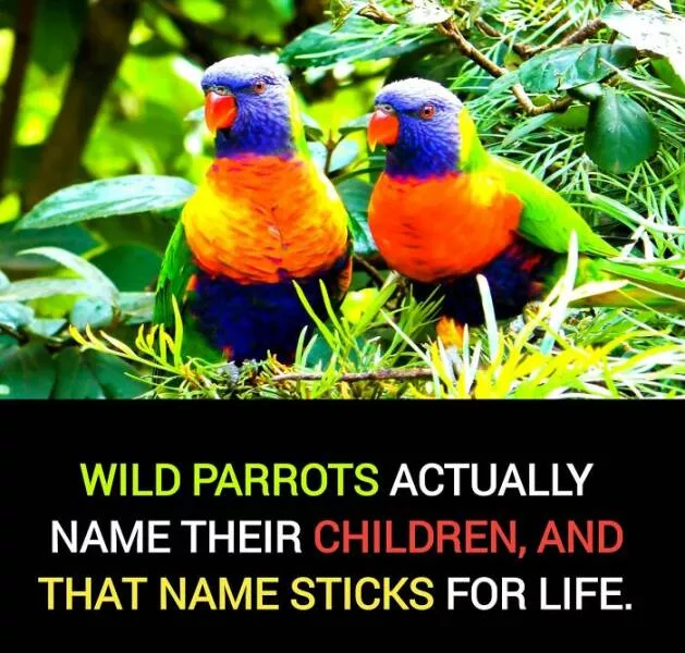 Interesting and unusual facts to save your conversations - #7 