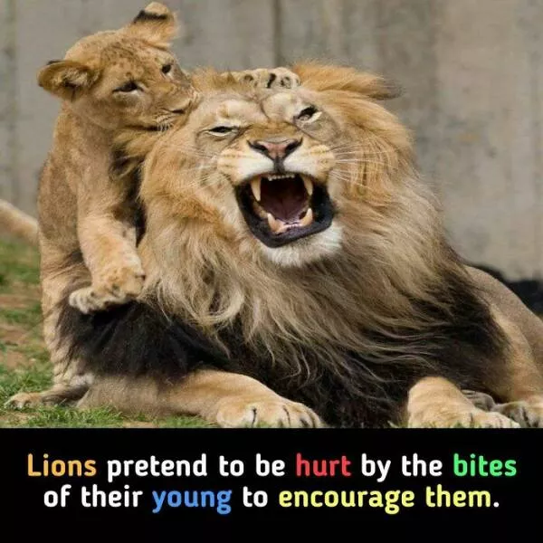 Interesting and unusual facts to save your conversations - #8 