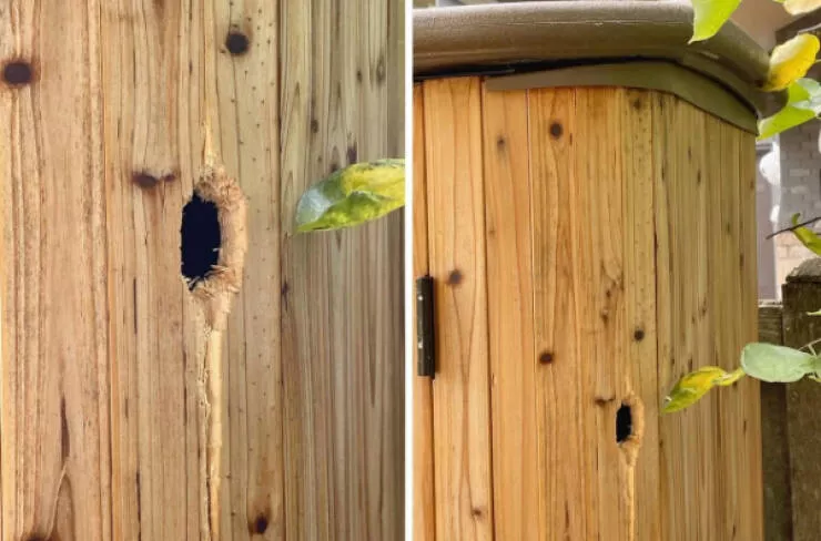 Moments that yell bad day - #19 I just finished cleaning and resealing our garden shed, and the next morning, we heard a tapping noise. We found a woodpecker happily unsealing it!