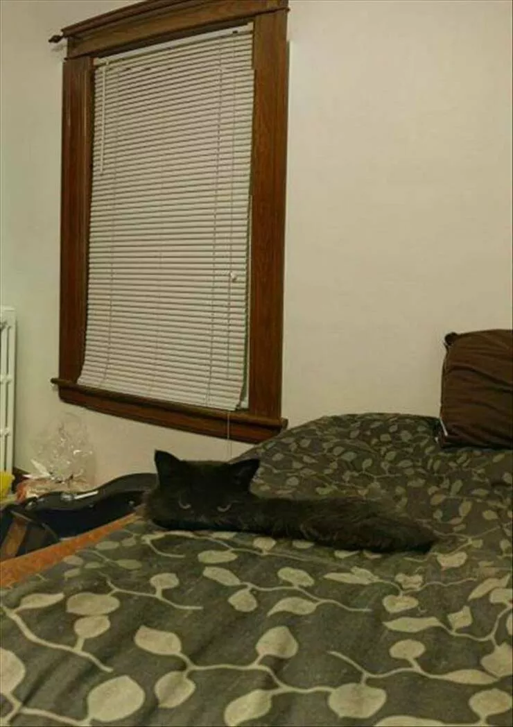 Picdump 951 - #35 