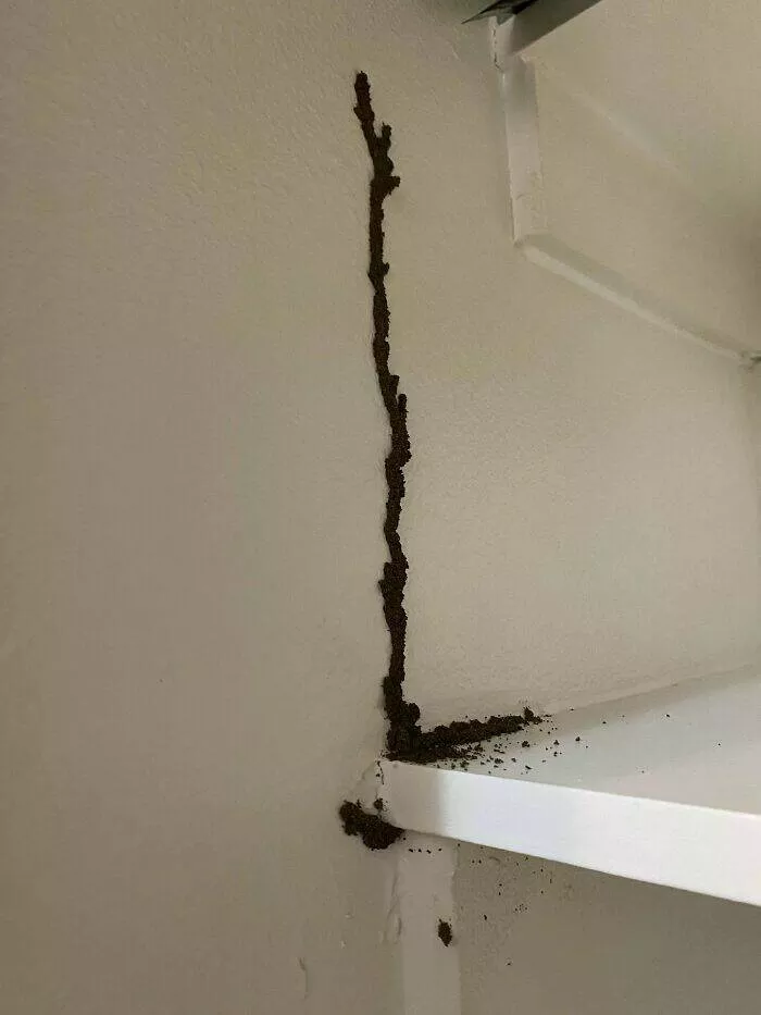 Apartment life struggles hilarious glimpses into shared living woes - #20 What is this growing in my linen closet?? Apartment life struggles hilarious glimpses into shared living woes - #20 What is this growing in my linen closet??