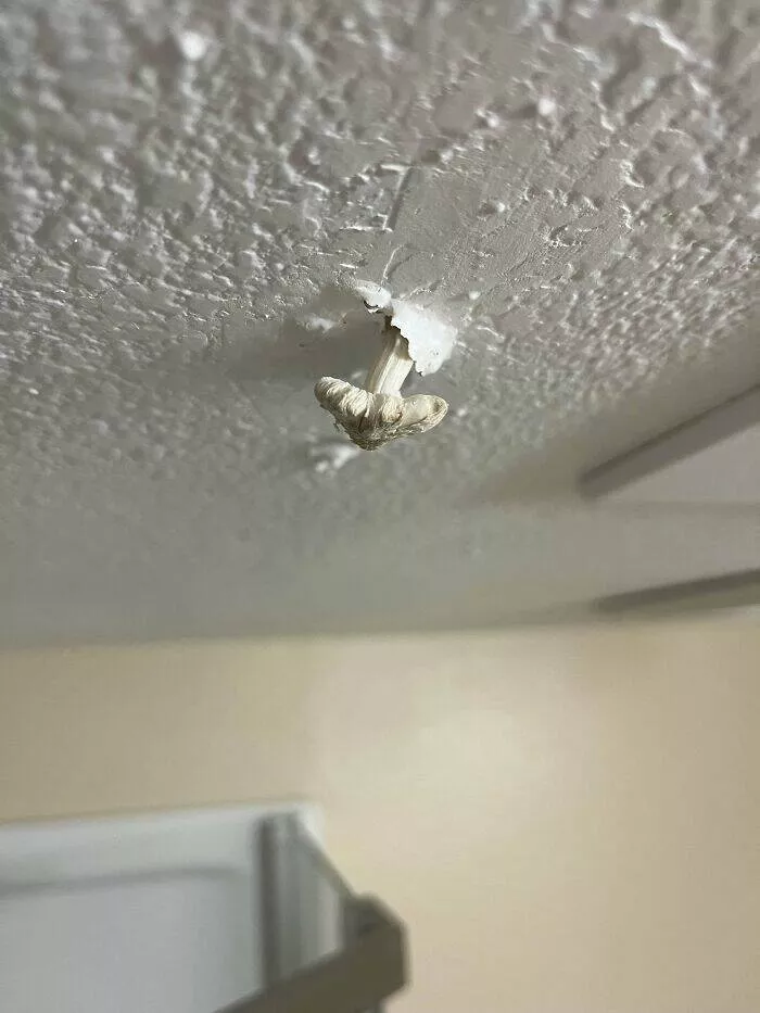 Les lutte de la vie en appartement apercus hilarants des galeres de la colocation - #23 
