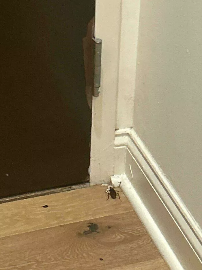 Les lutte de la vie en appartement apercus hilarants des galeres de la colocation - #33 