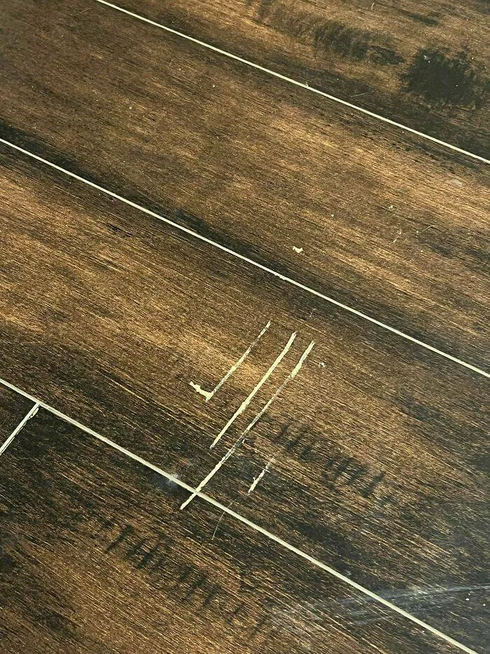 Apartment life struggles hilarious glimpses into shared living woes - #8 The landlord is charging me $8,000 to replace the floors. Apartment life struggles hilarious glimpses into shared living woes - #8 The landlord is charging me $8,000 to replace the floors.