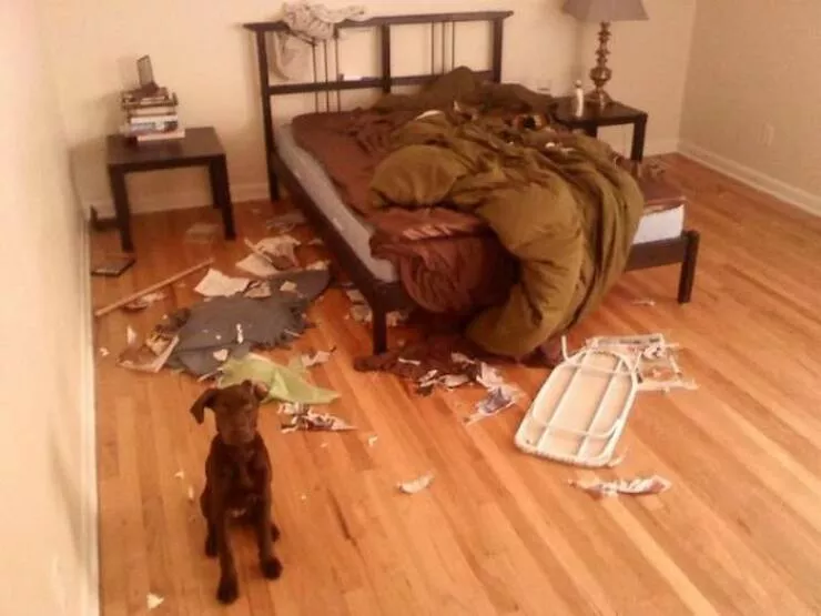Picdump 954 - #16 