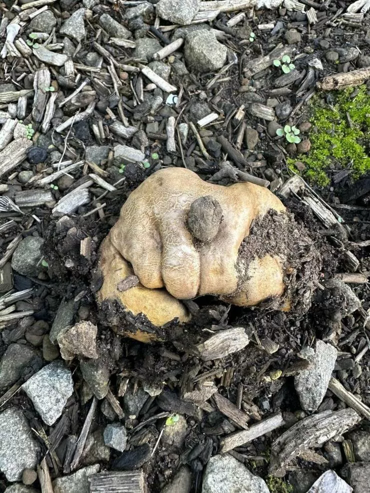 Photos curieusement intrigantes qui eveillent votre curiosite - #11 Ce champignon ressemble à un gant qui perce mon pot de fleurs.