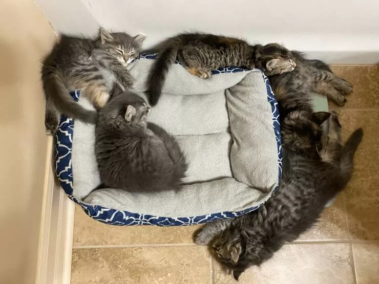 Photos curieusement intrigantes qui eveillent votre curiosite - #14 Sur cinq chatons, un seul a compris comment utiliser le lit.