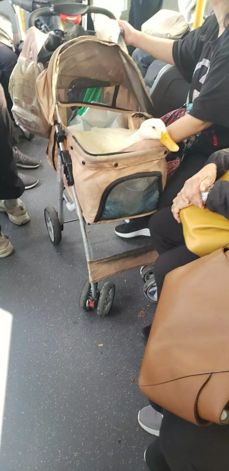 Photos curieusement intrigantes qui eveillent votre curiosite - #18 Il y avait un canard dans mon bus à Toronto.