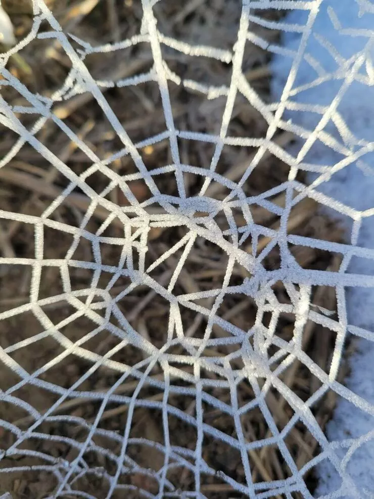 Intriguingly curious photos that ignite your interest - #27 This spiderweb remained intact when frost formed on it.