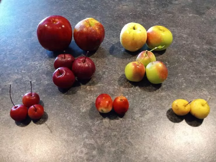 Intriguingly curious photos that ignite your interest - #32 A diversity of wild apples is growing within a few hundred square meters.